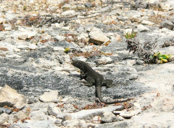 20- Lezard de Blanquilla 